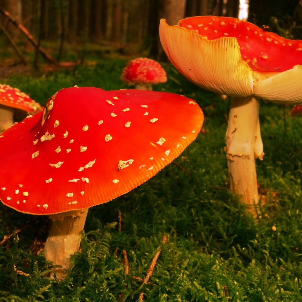 Meet your Posher, Fungi